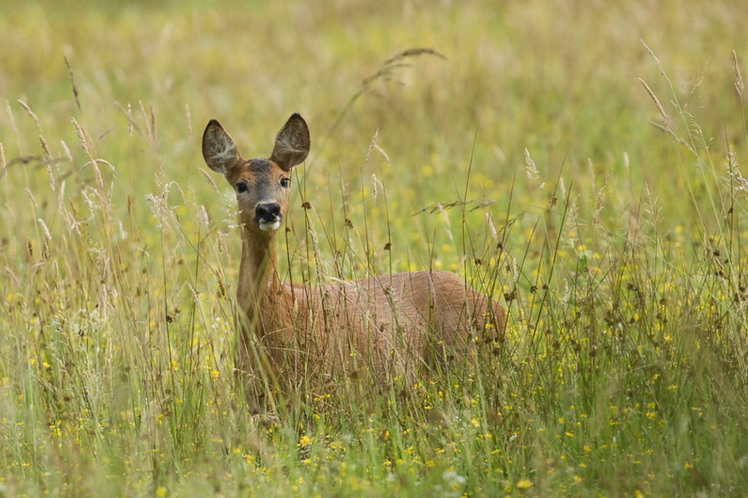 biche gerard tempo