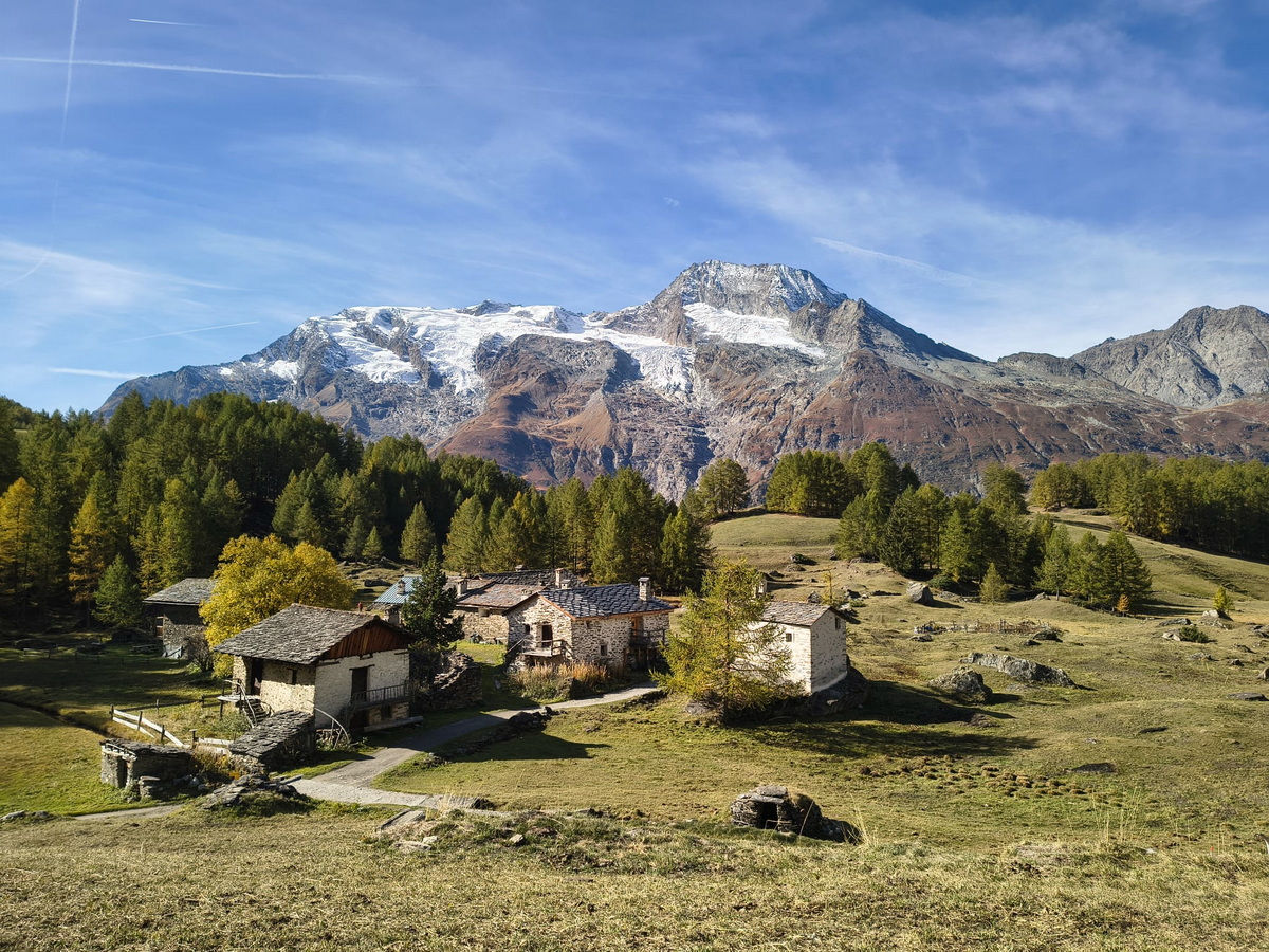 Le monal en automne