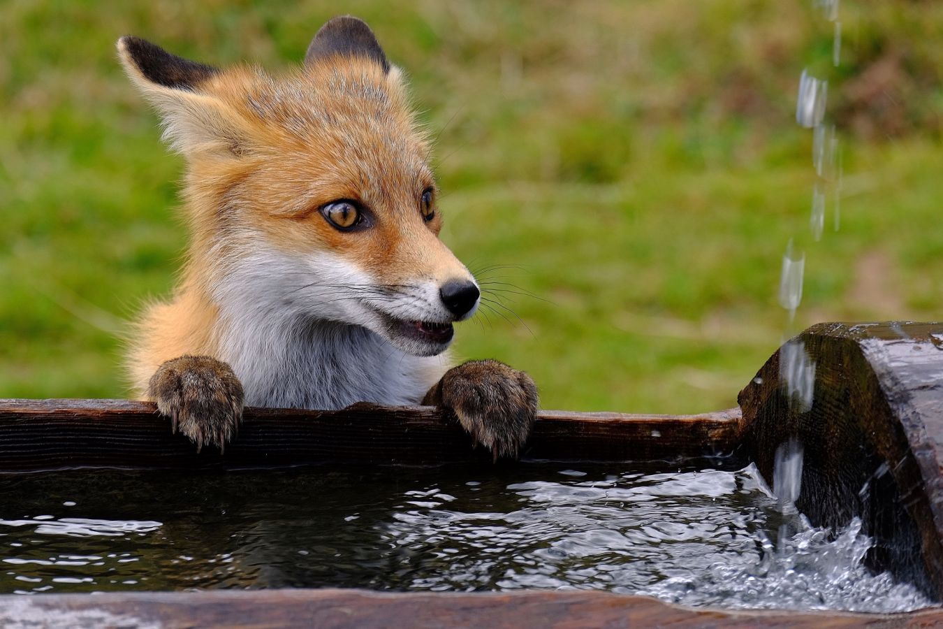 Renard a soif - Pierine Dodi