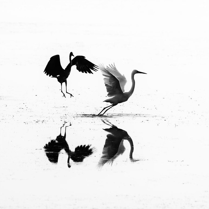 oiseaux en noir et blanc